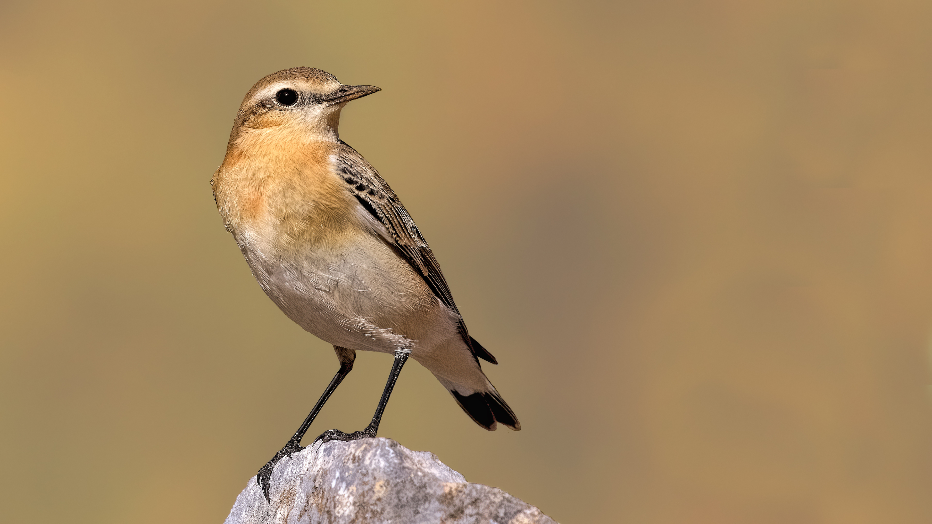 Northern Wheatear — Ana fotoğraf
